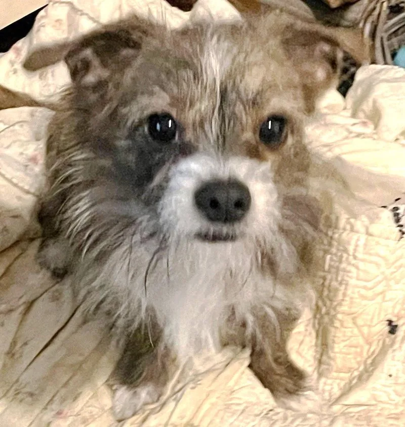 Gus