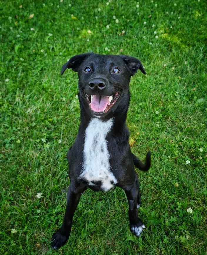 A young medium-sized female White / Cream Whippet dog named Nora for adoption in Bay City, MI
