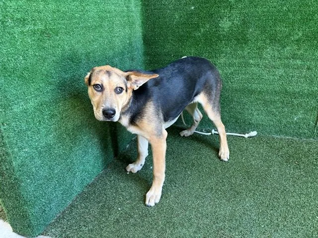 A young small-sized female German Shepherd Dog dog named Athena for adoption in Lancaster, CA