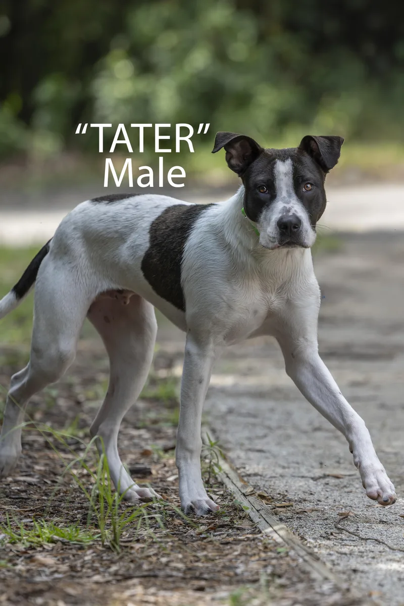Tater