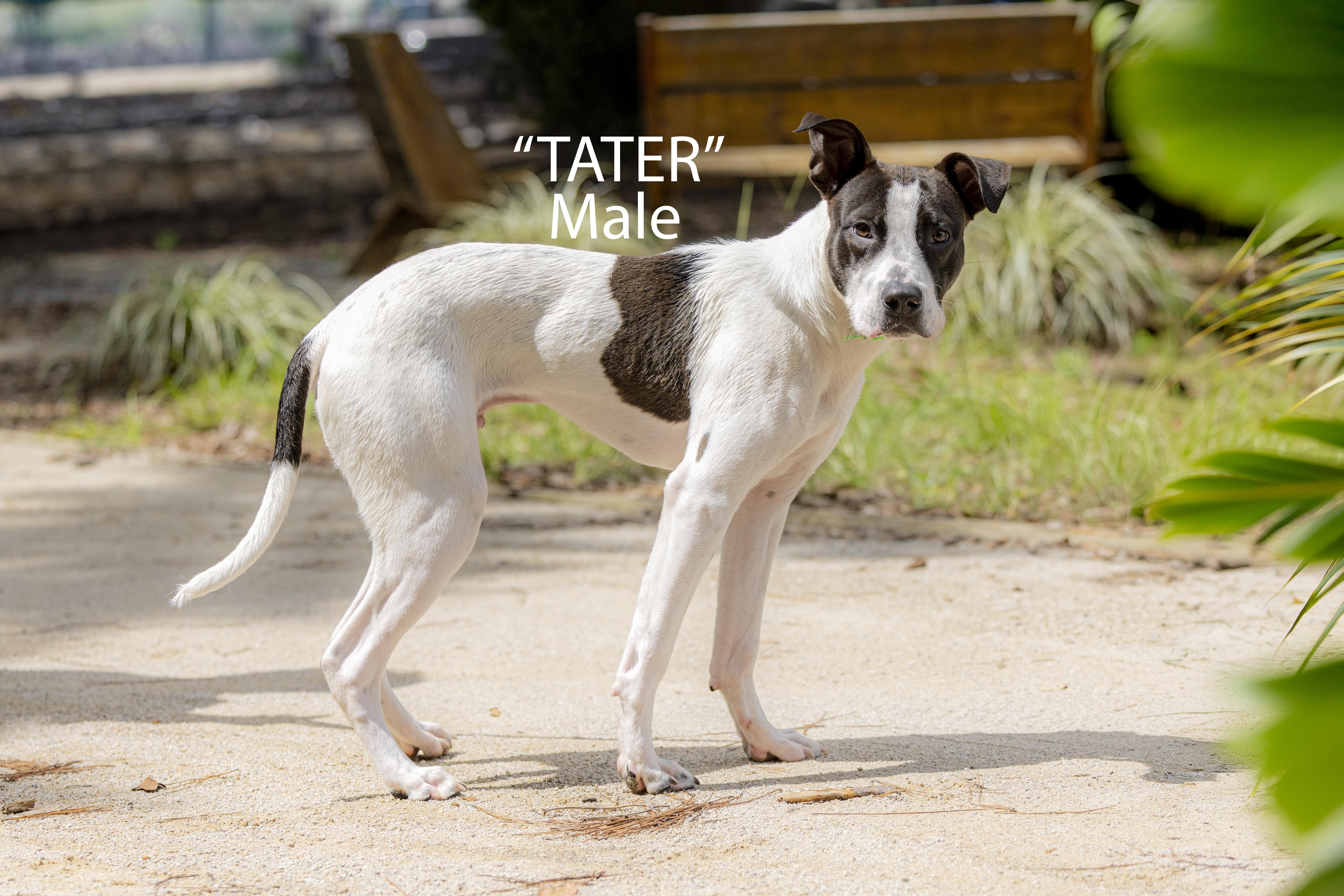 Tater thumbnail 2