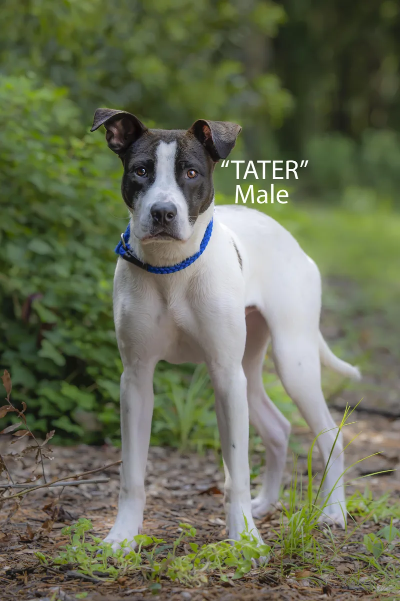 Tater thumbnail 3