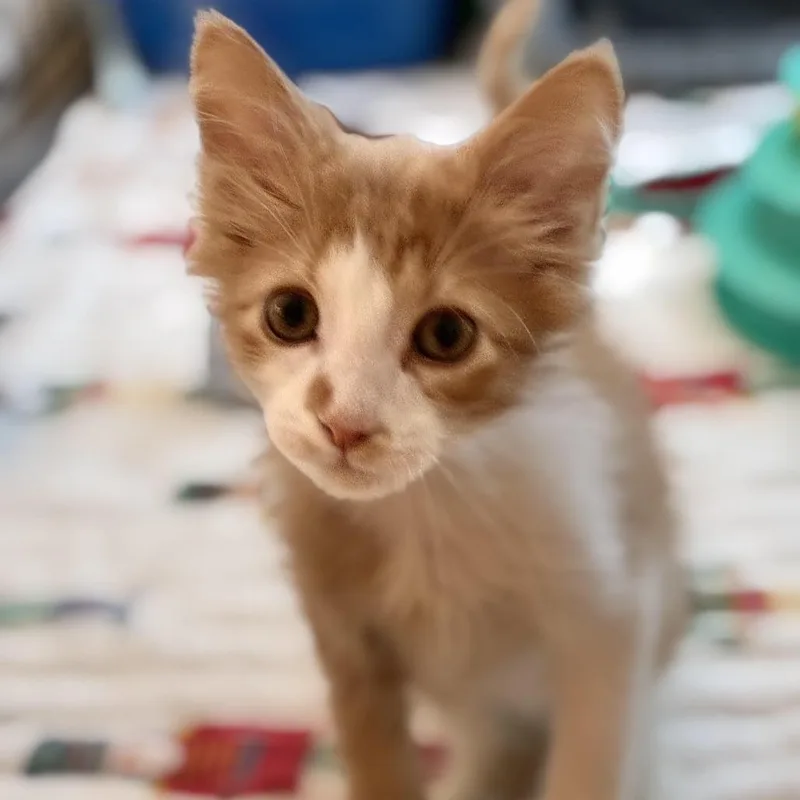 A baby small-sized male Orange / Red Domestic Short Hair cat named Rocky for adoption in South Elgin, IL