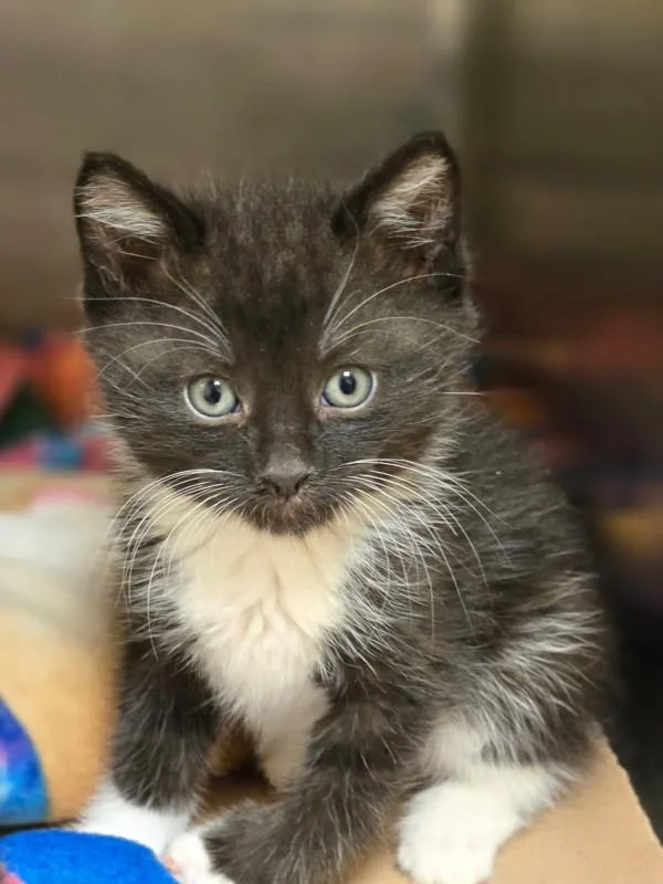A baby small-sized male Domestic Short Hair cat named Daffodil for adoption in Kennewick, WA