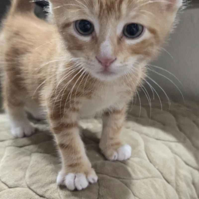 A baby medium-sized male Orange & White Domestic Short Hair cat named Haldar Ort for adoption in Missouri City, TX
