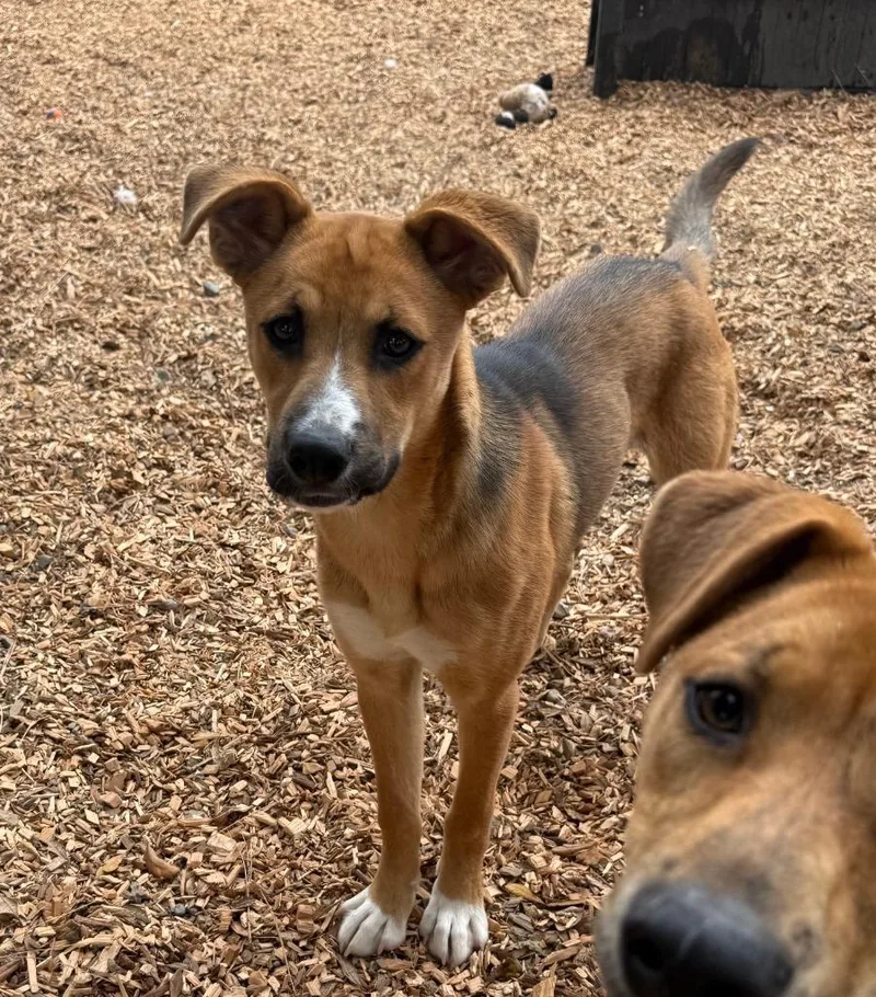 A baby large-sized female Shepherd dog named Izzy for adoption in Lemoore, CA