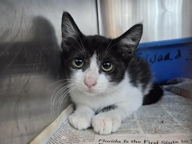 A baby small-sized female Domestic Short Hair cat named Binky for adoption in Martinez, CA