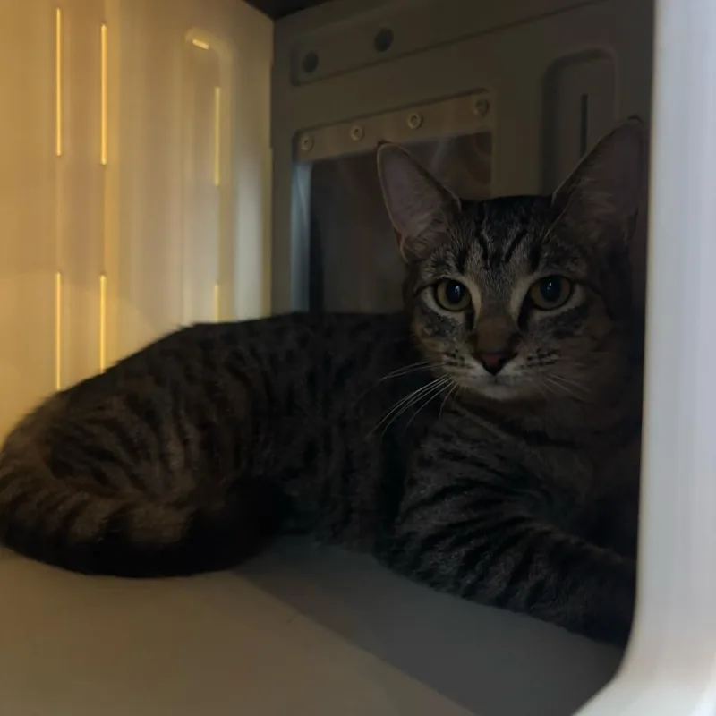 A young small-sized female Domestic Short Hair cat named Domino for adoption in Stokesdale, NC