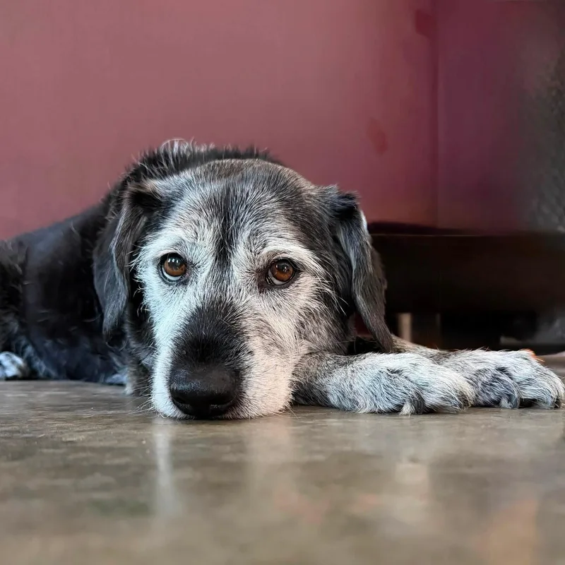 A senior medium-sized male Gray / Blue / Silver Terrier dog named Griffin for adoption in Shawnee, KS