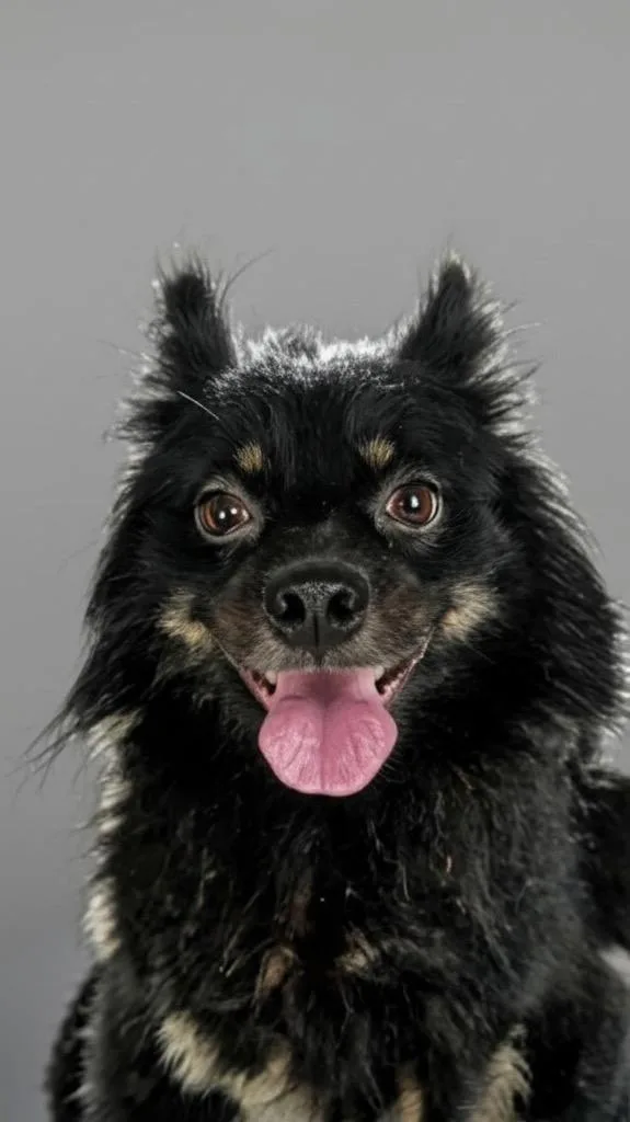A young small-sized male Pomeranian dog named FabioHandsome lb Boy! for adoption in Fort Myers, FL