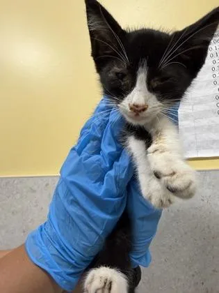 A baby small-sized male Domestic Short Hair cat named Han Solo for adoption in Honolulu, HI