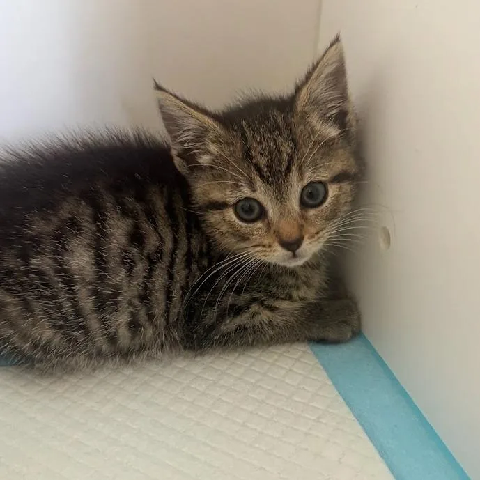A baby small-sized female Brown / Chocolate Domestic Short Hair cat named Delilah for adoption in Elizabeth City, NC