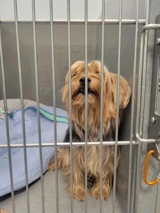 A young small-sized female Yorkshire Terrier dog named Emerald Jade Green for adoption in Fishers, IN
