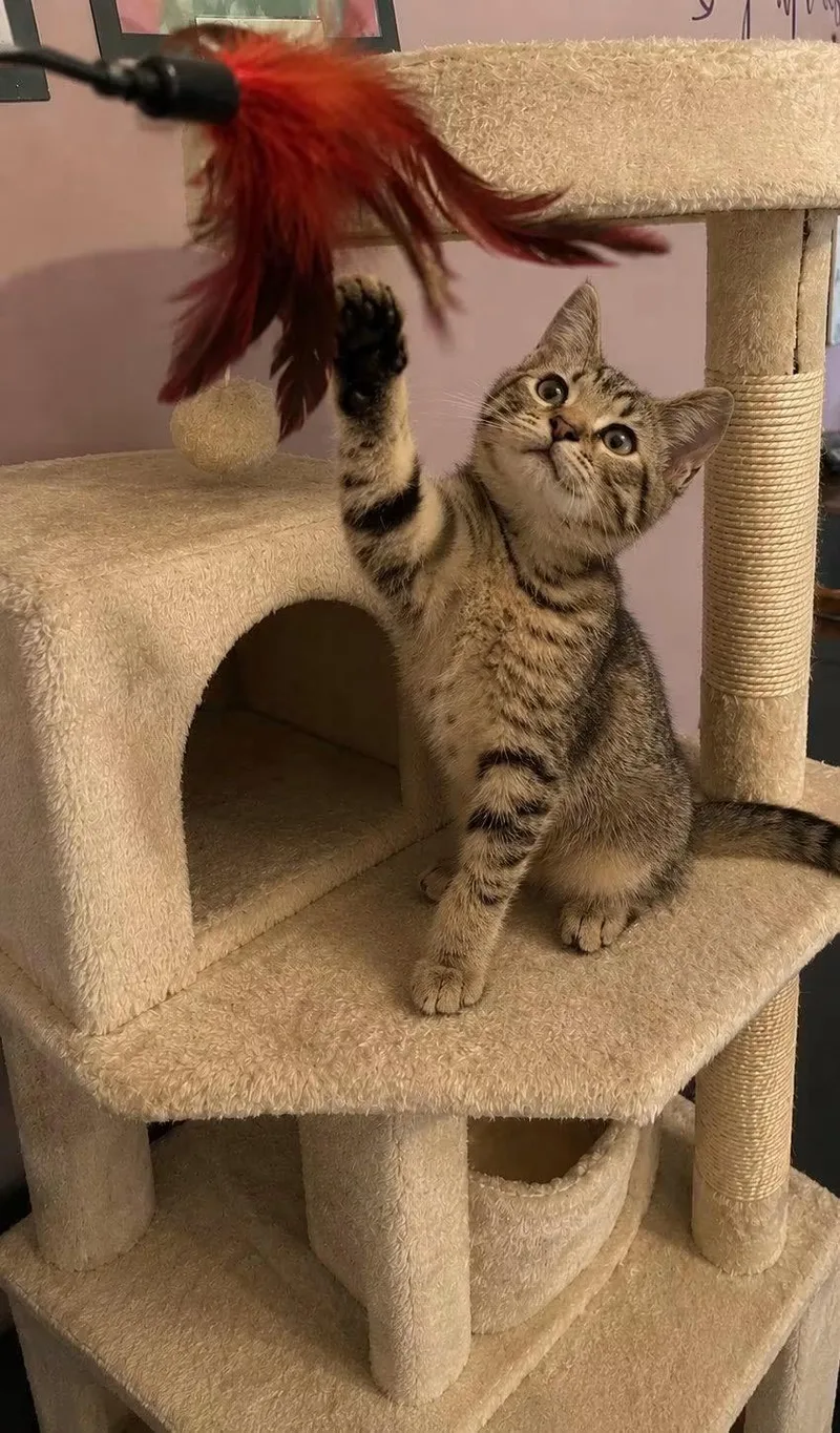 A young medium-sized male Tabby (Brown / Chocolate) Domestic Short Hair cat named Pinecone for adoption in Belchertown, MA