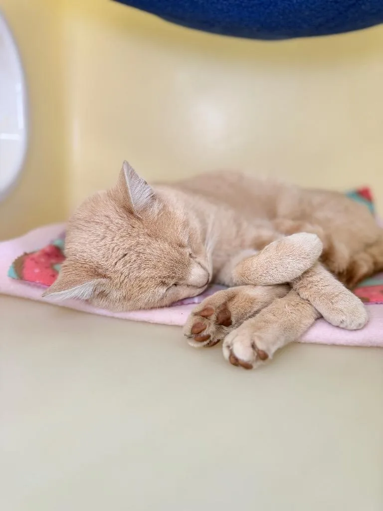 Linguine thumbnail 2