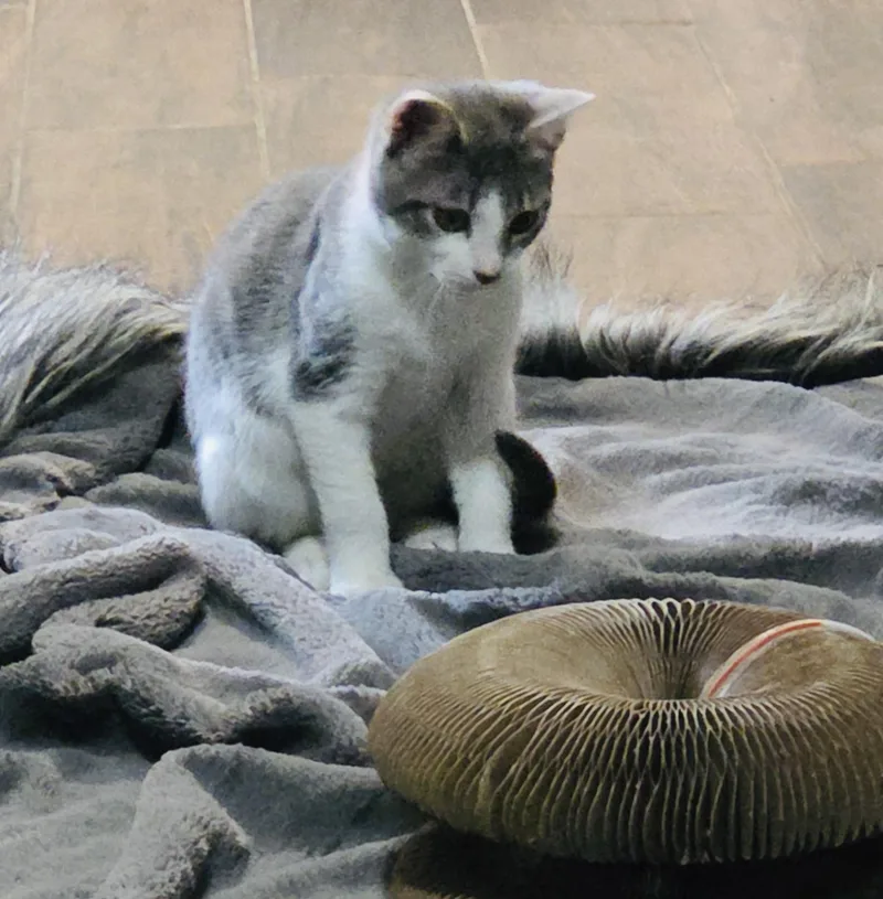 A young medium-sized female White Domestic Short Hair cat named Tweedle for adoption in Woodbridge, VA
