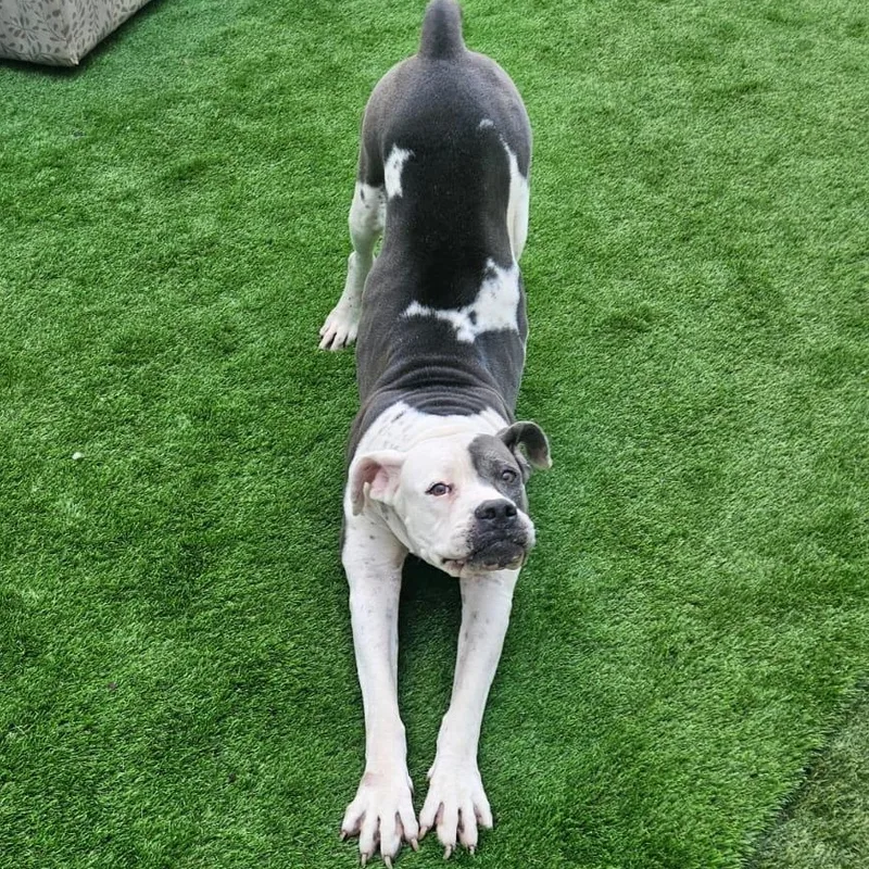 A young large-sized female Pit Bull Terrier dog named Snow White for adoption in Miami, FL