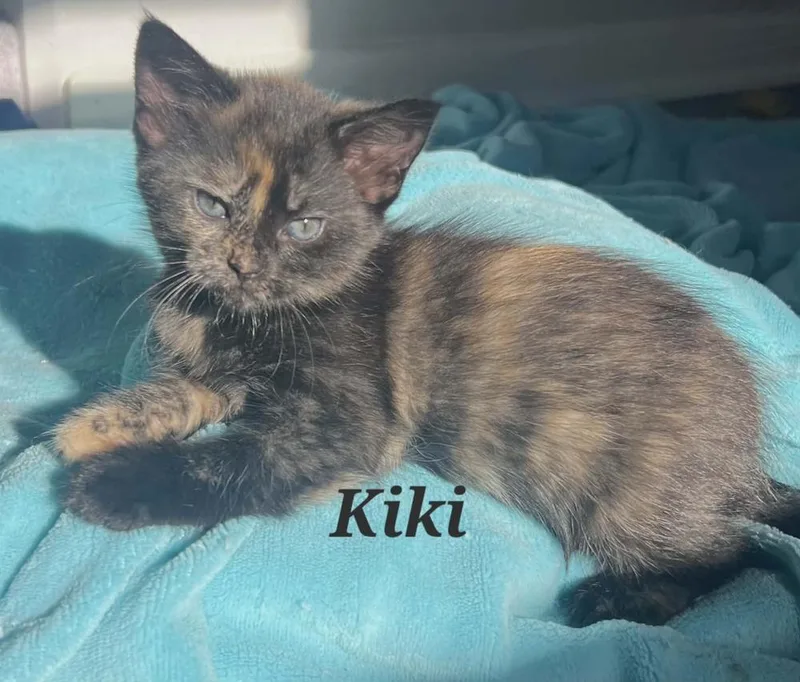 A baby small-sized female Black & White / Tuxedo Domestic Short Hair cat named Kiki for adoption in New Cumberland, WV