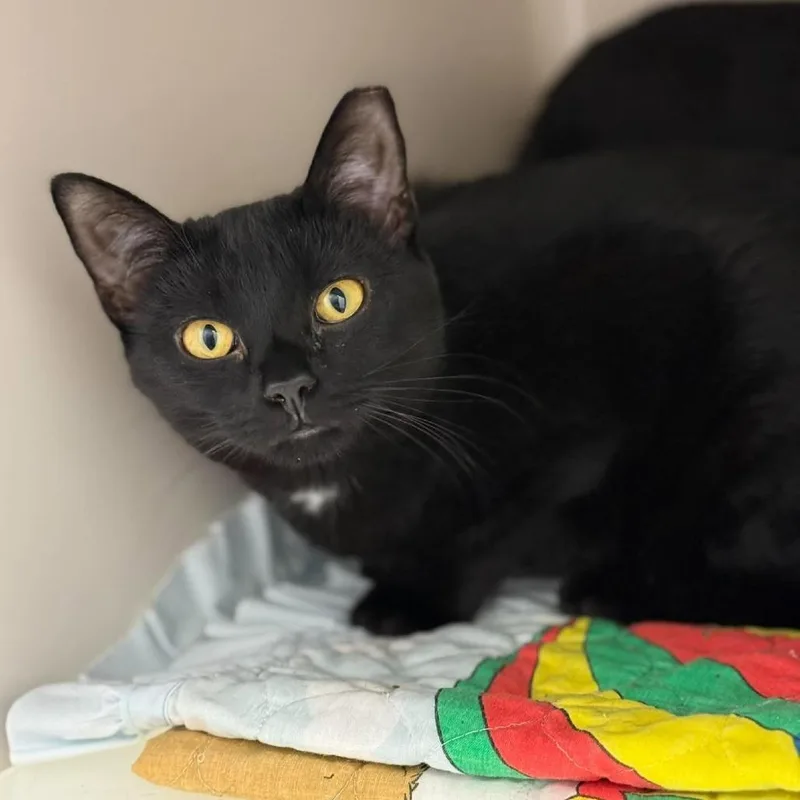 A young small-sized female Black Domestic Short Hair cat named Nessie for adoption in Rocky Mount, VA
