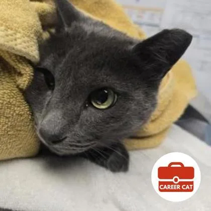An adult small-sized male Domestic Short Hair cat named Norman for adoption in Roseville, CA