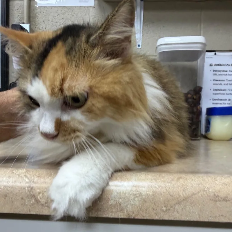 An adult medium-sized female Domestic Medium Hair cat named CaliMae for adoption in Madisonville, KY