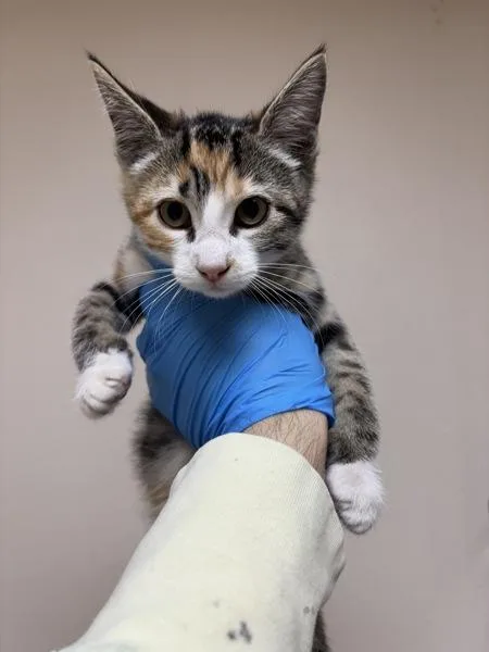 A baby small-sized female Domestic Short Hair cat named Calendula for adoption in Sherwood, OR