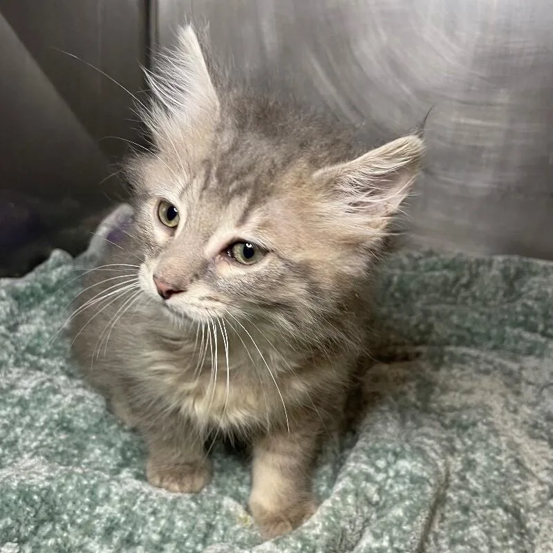 A baby medium-sized male Domestic Short Hair cat named Buffalo for adoption in Roanoke, VA