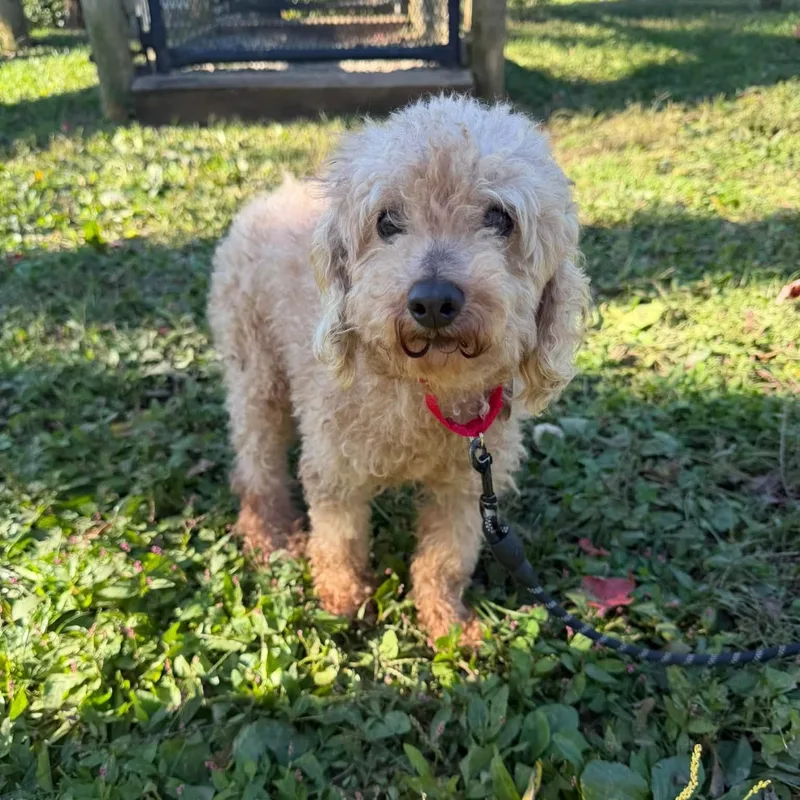 An adult small-sized male Miniature Poodle dog named Dipper for adoption in Phoenixville, PA