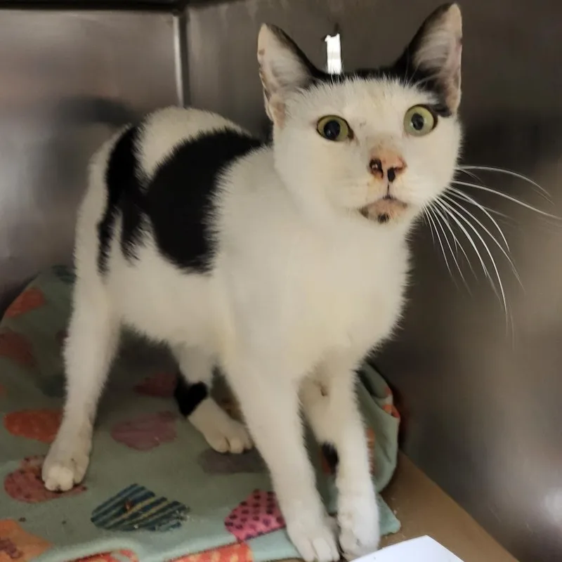 An adult medium-sized male Domestic Short Hair cat named Patches for adoption in Lake Panasoffkee, FL