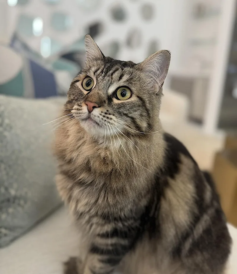 An adult medium-sized female Domestic Long Hair cat named Machiavelli for adoption in Amherst, MA