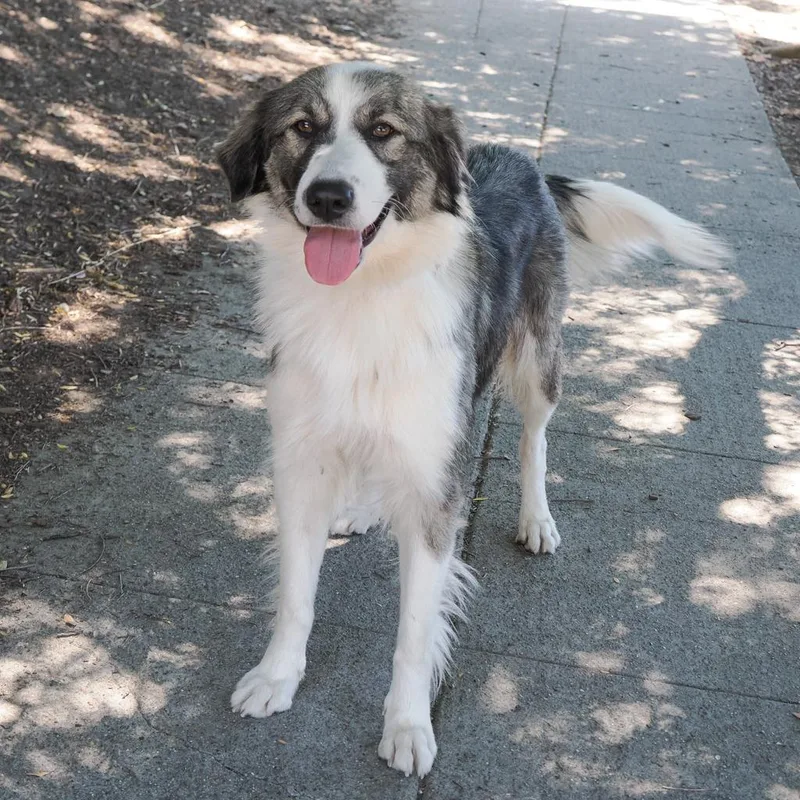 An adult medium-sized female Gray / Blue / Silver Australian Shepherd dog named Brandy for adoption in Point Richmond, CA