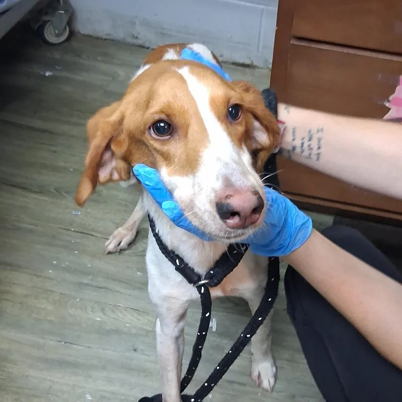 An adult medium-sized female White / Cream Hound dog named Indy for adoption in Summerville, SC