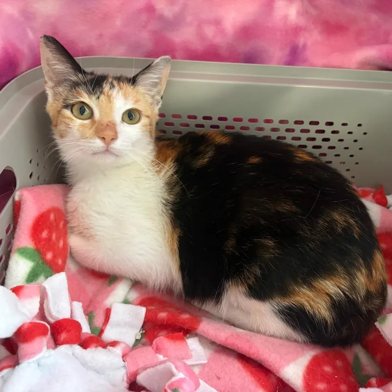 A baby medium-sized female Calico Domestic Short Hair cat named Cami for adoption in Jupiter, FL