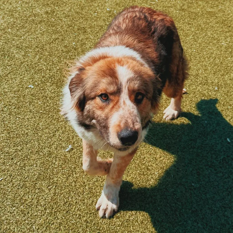 Surf N' Turf thumbnail 2