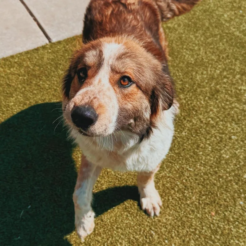 Surf N' Turf thumbnail 5