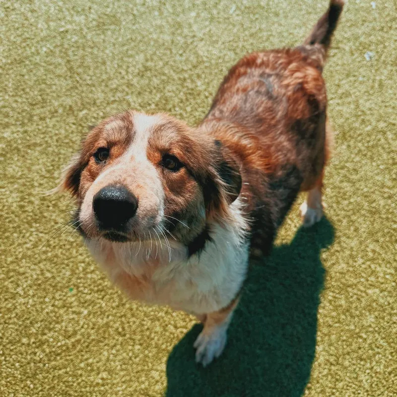 Surf N' Turf thumbnail 6