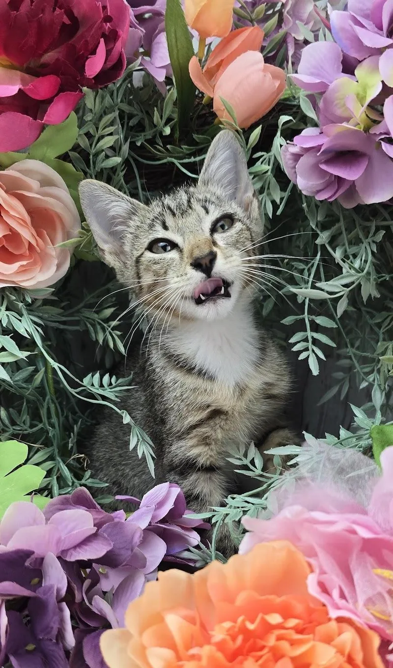 A baby small-sized female Tabby (Brown / Chocolate) Domestic Short Hair cat named Berry for adoption in Ocean Springs, MS