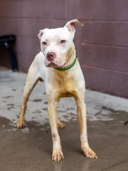 An adult medium-sized male Mixed Breed dog named Xavier for adoption in Chamblee, GA