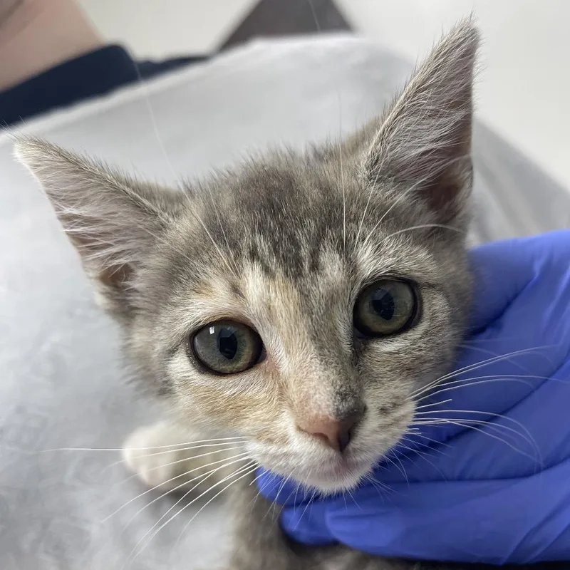 A baby small-sized female Tortoiseshell Domestic Short Hair cat named Daisy for adoption in Long Beach, CA