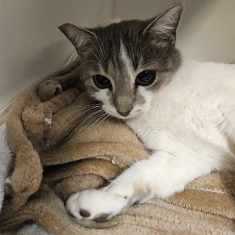 A young medium-sized female White Domestic Short Hair cat named Camila for adoption in Las Vegas, NV