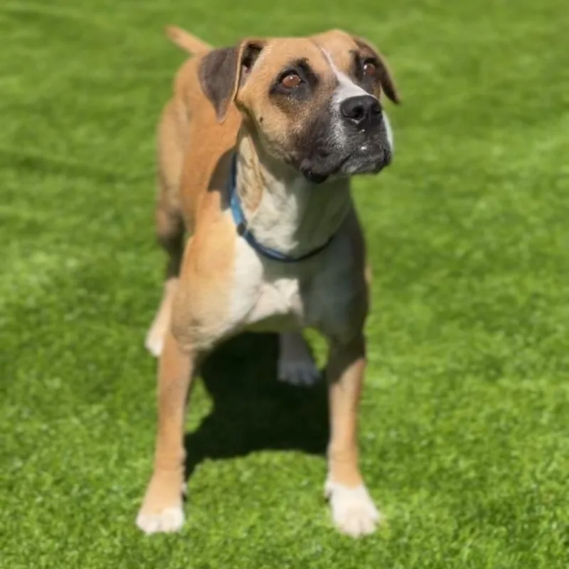 An adult medium-sized female Yellow / Tan / Blond / Fawn Boxer dog named Diamond A for adoption in Mission Hills, CA