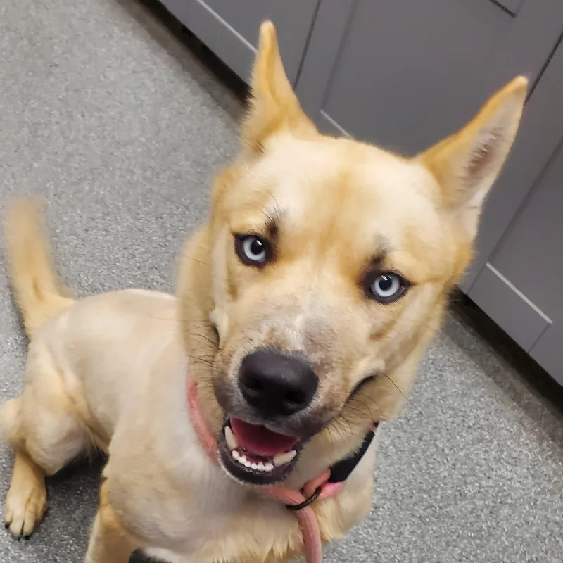A young medium-sized male Siberian Husky dog named Roamer for adoption in Beulah, MI