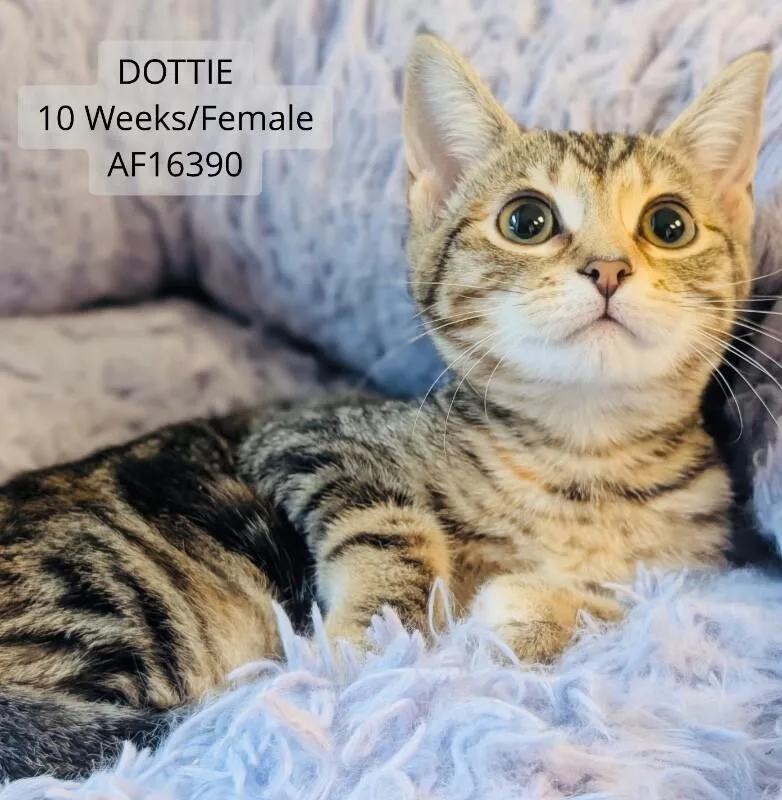 Dottie