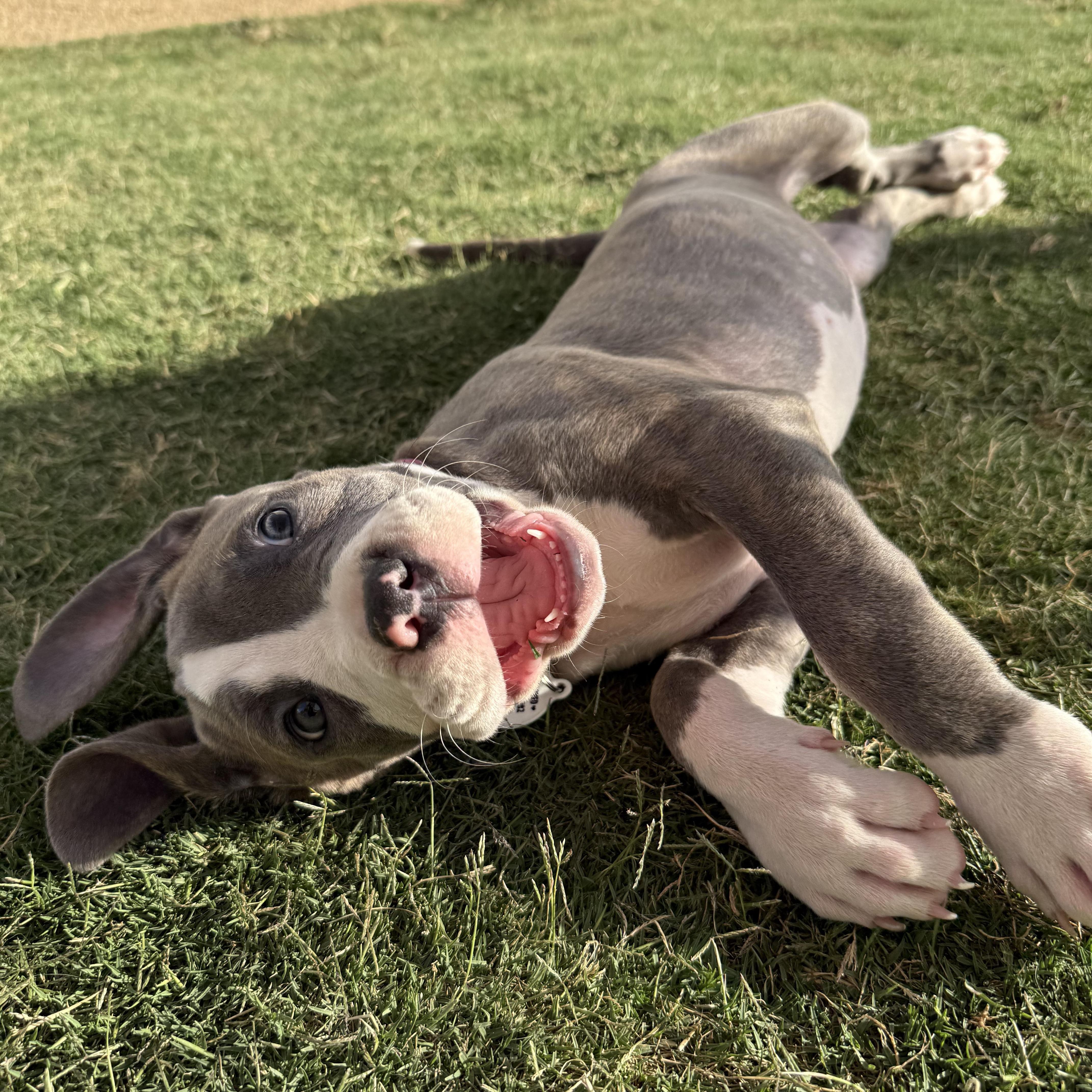 A baby large-sized female Gray / Blue / Silver Pit Bull Terrier dog named Princess Buttercup for adoption in Sun Valley, CA