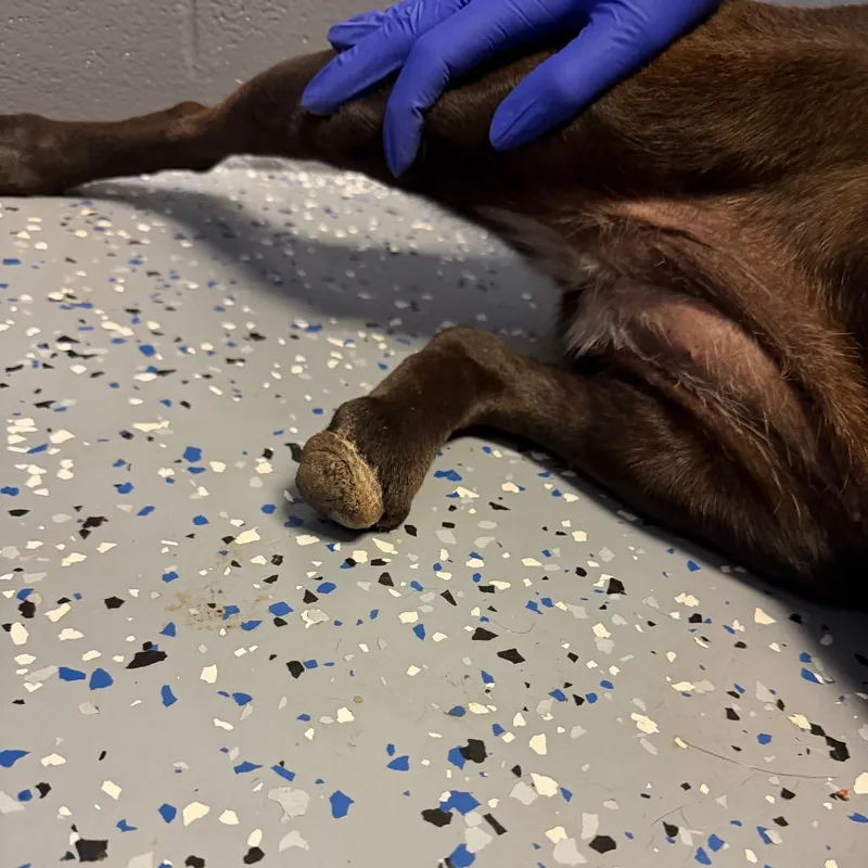 An adult medium-sized female Black Pit Bull Terrier dog named Bertram for adoption in Tuscaloosa, AL