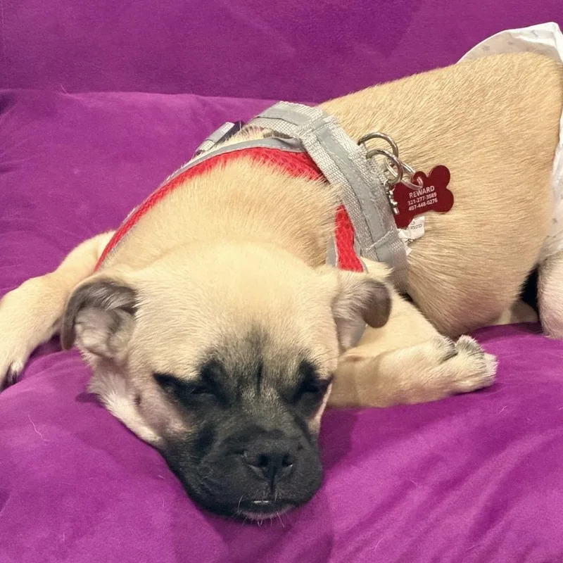 A baby small-sized male Pug dog named Kai for adoption in Orlando, FL