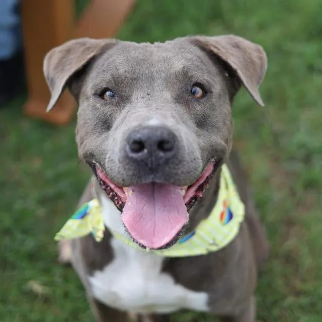 A young large-sized male American Staffordshire Terrier dog named Lark for adoption in San Antonio, TX