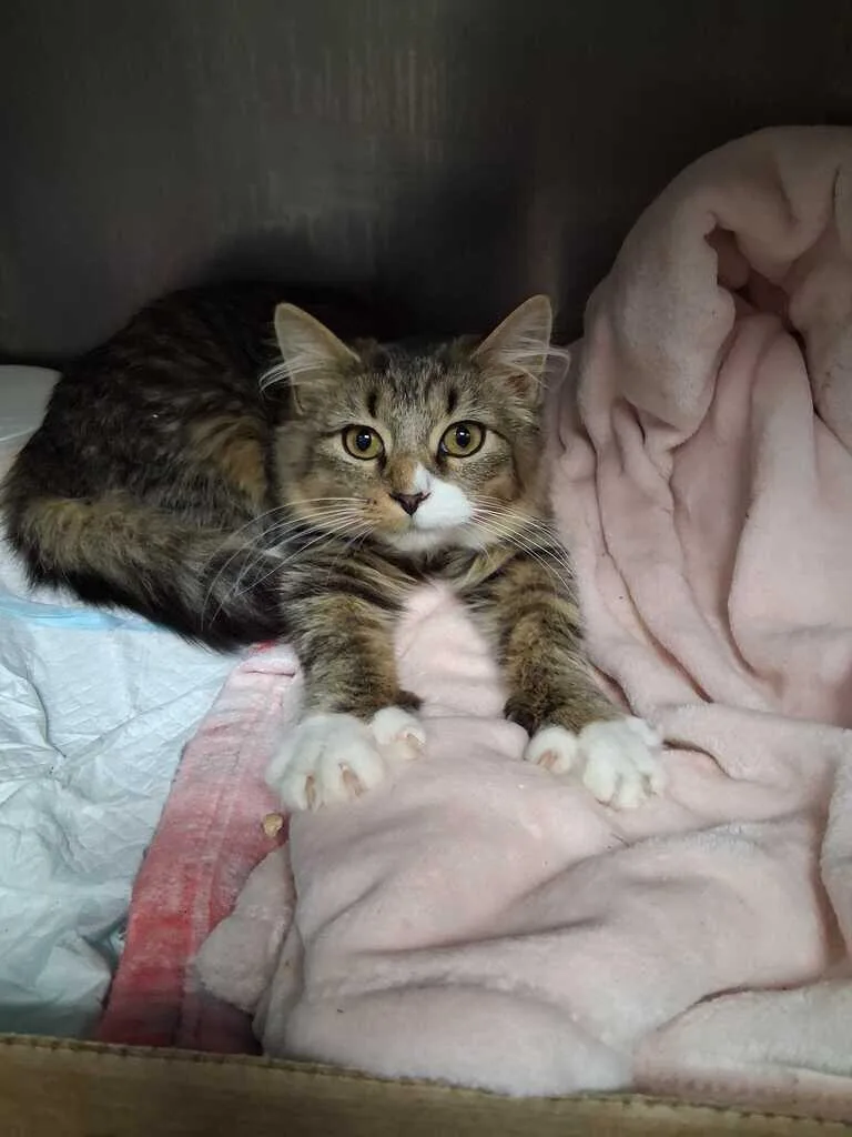 An adult small-sized male Tabby (Gray / Blue / Silver) Domestic Short Hair cat named Spiderwick for adoption in Cincinnati, OH