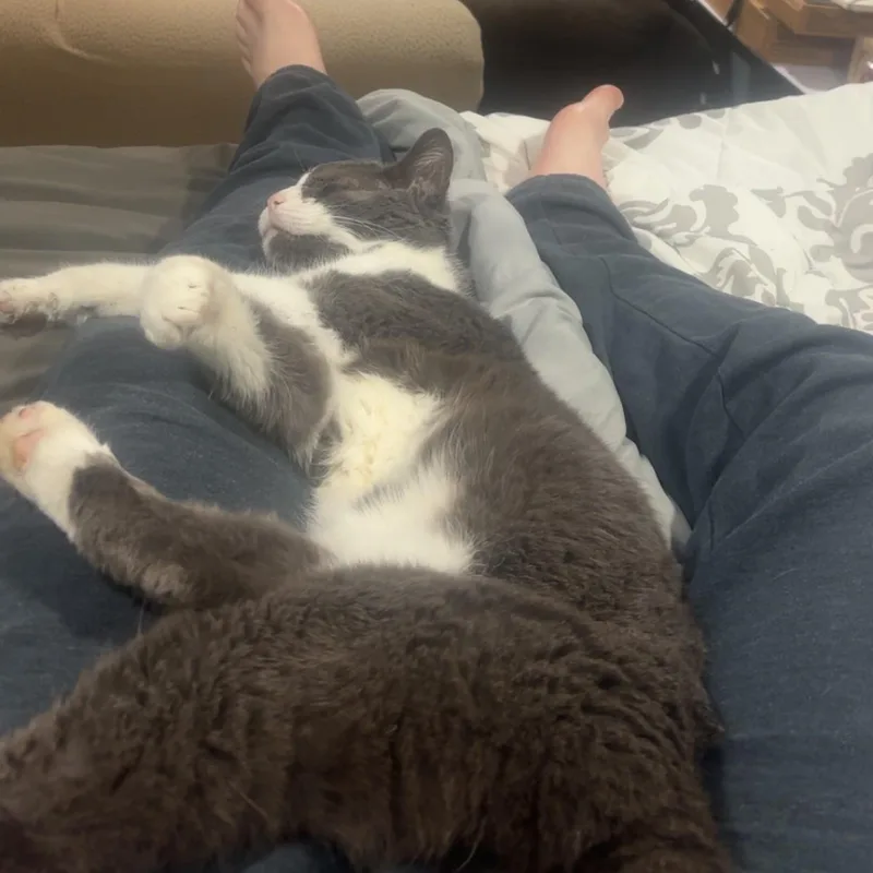 An adult medium-sized male Domestic Short Hair cat named Mahomes Courtesy Listed for adoption in Midland, MI