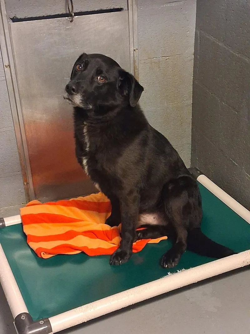 An adult medium-sized male Labrador Retriever dog named Shadow for adoption in Stuart, VA